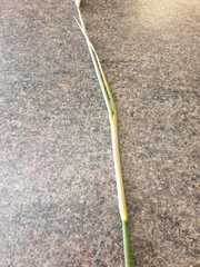 Juncus microcephalus