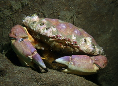 Metacarcinus anthonyi