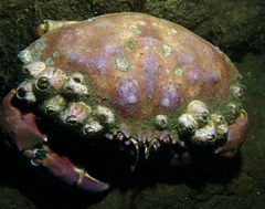 Metacarcinus anthonyi