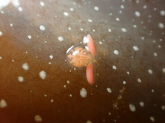 Anthessius navanacis