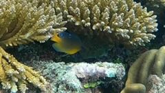 Pomacentrus bankanensis