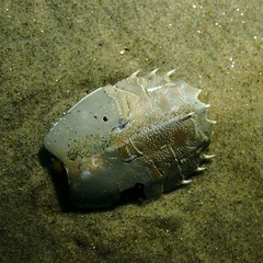 Blepharipoda occidentalis