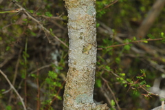 Casearia guantanamensis