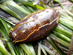 Anthessius navanacis