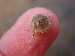 Dendraster excentricus