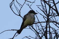 Tyrannus crassirostris