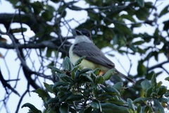 Tyrannus crassirostris