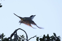 Tyrannus crassirostris