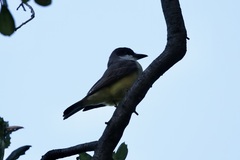 Tyrannus crassirostris