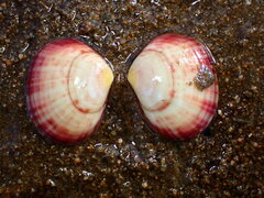 Semele rubropicta
