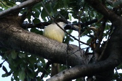 Tyrannus crassirostris