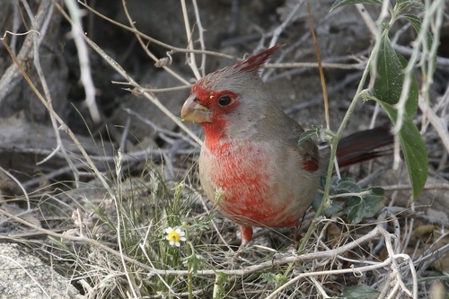 Pyrrhuloxia photographed in California