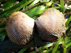 Dallocardia quadragenaria