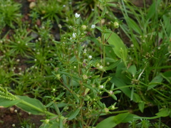 Oldenlandia stocksii