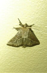 Anaxidia lozogramma