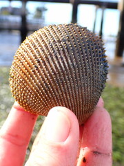 Dallocardia quadragenaria