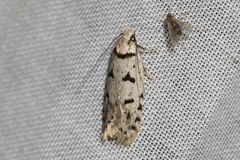Scatochresis episema