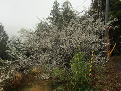 Prunus mume