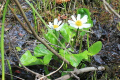 Caltha leptosepala