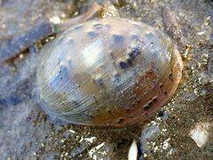 Bulla gouldiana