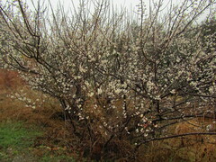 Prunus mume
