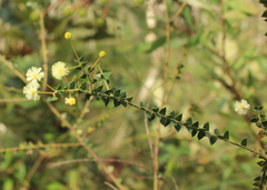 Acacia hubbardiana