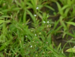 Oldenlandia stocksii