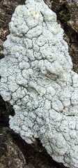 Pertusaria texana