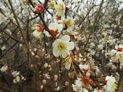 Prunus mume