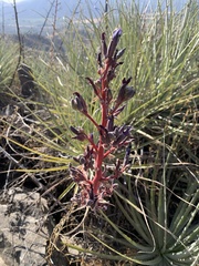 Puya coerulea