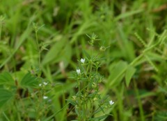 Oldenlandia stocksii