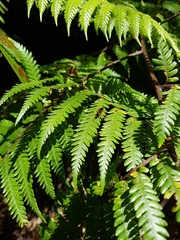 Ichneumon lotatorius