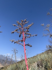 Puya coerulea