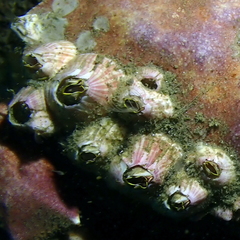 Paraconcavus pacificus