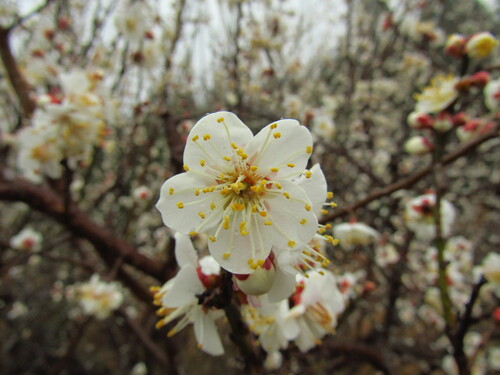 Image of Prunus mume by (c) Samuele Papeschi, some rights reserved (CC BY)