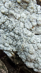 Pertusaria texana