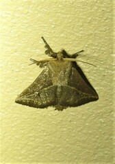 Anaxidia lozogramma