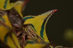 Umbonia