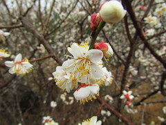 Prunus mume