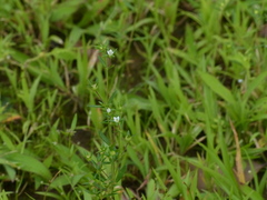 Oldenlandia stocksii