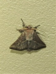 Anaxidia lozogramma