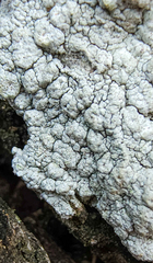 Pertusaria texana