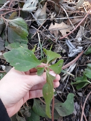 Pachysandra procumbens