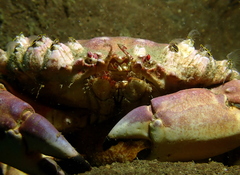 Metacarcinus anthonyi