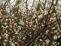 Prunus mume