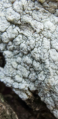 Pertusaria texana