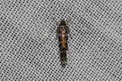 Stagmatophora argyrostrepta