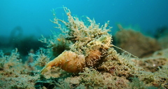 Spirontocaris prionota