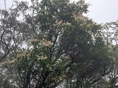 Pieris japonica taiwanensis