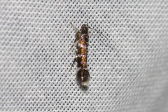 Stagmatophora argyrostrepta